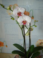 орхидея.jpg