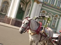  лошадь.webp