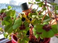 n 009.webp