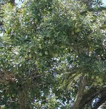 DSC00025.webp