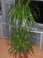  002m.webp