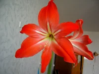 .webp