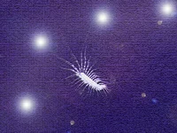 .webp