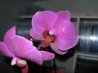  002m.webp