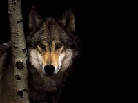 animals_051.webp