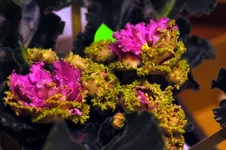 -Королева Джиневра .webp