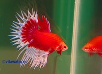 betta4-3.jpg