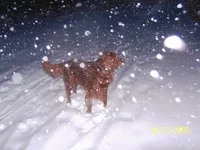 21.webp