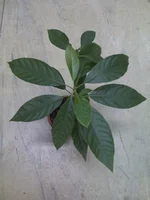 22-12-09_1824 avokado.webp
