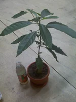22-12-09_1825 avokado.webp