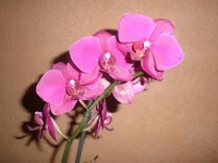 PC260085.webp