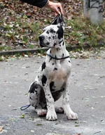 moskardo_4mes[1].webp