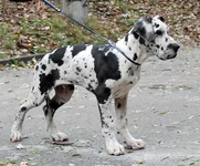 moskardo_f1_4mes[1].webp