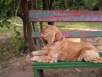 0171.webp