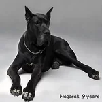 nagasaki-9let_min.webp