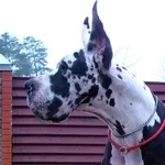 8D66AD384220-17.webp
