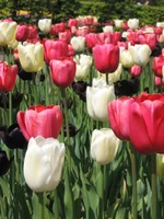 1 224.webp