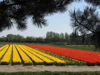 1 231.webp