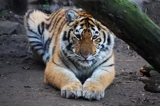 young_tiger.webp