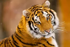 tiger_1.webp