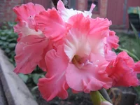 IMG_5037.webp