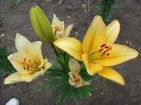 IMG_1260.webp