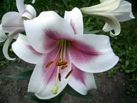 PIC_0506.webp