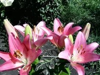 PIC_0363.webp