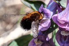 DSCF9081.jpg