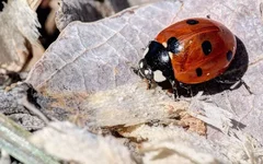 DSCF9087.webp