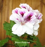 1-IMG_5393.webp