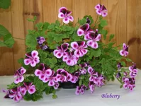1-IMG_5409.webp