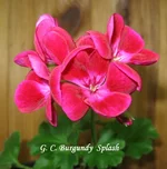 1-IMG_5187.webp