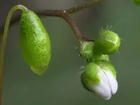 DSCF9251_stk_crop100.webp