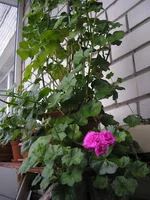 P1010012.webp