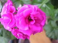 P1010016.webp