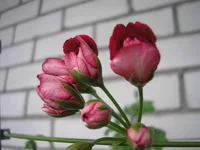 P1010020.webp
