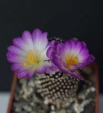 DSC_0133-sm.webp