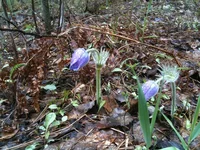IMG_1205[1].webp