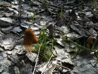 IMG_1215[1].webp