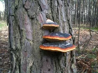 IMG_1208[1].webp