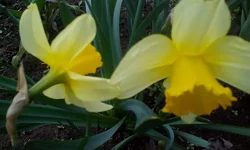 IMG_20170416_114517.webp