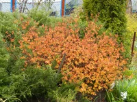 DSCN1649.webp