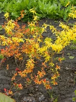 DSCN1636.webp