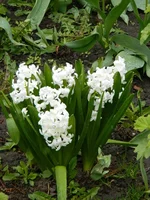DSCN1642.webp