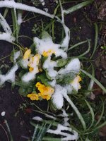 IMG_20170418_184119.jpg