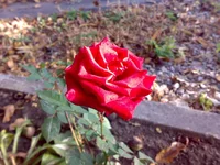 10102009679.webp