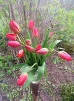 image.webp