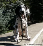  082 копия.webp