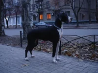  DSC00408.webp